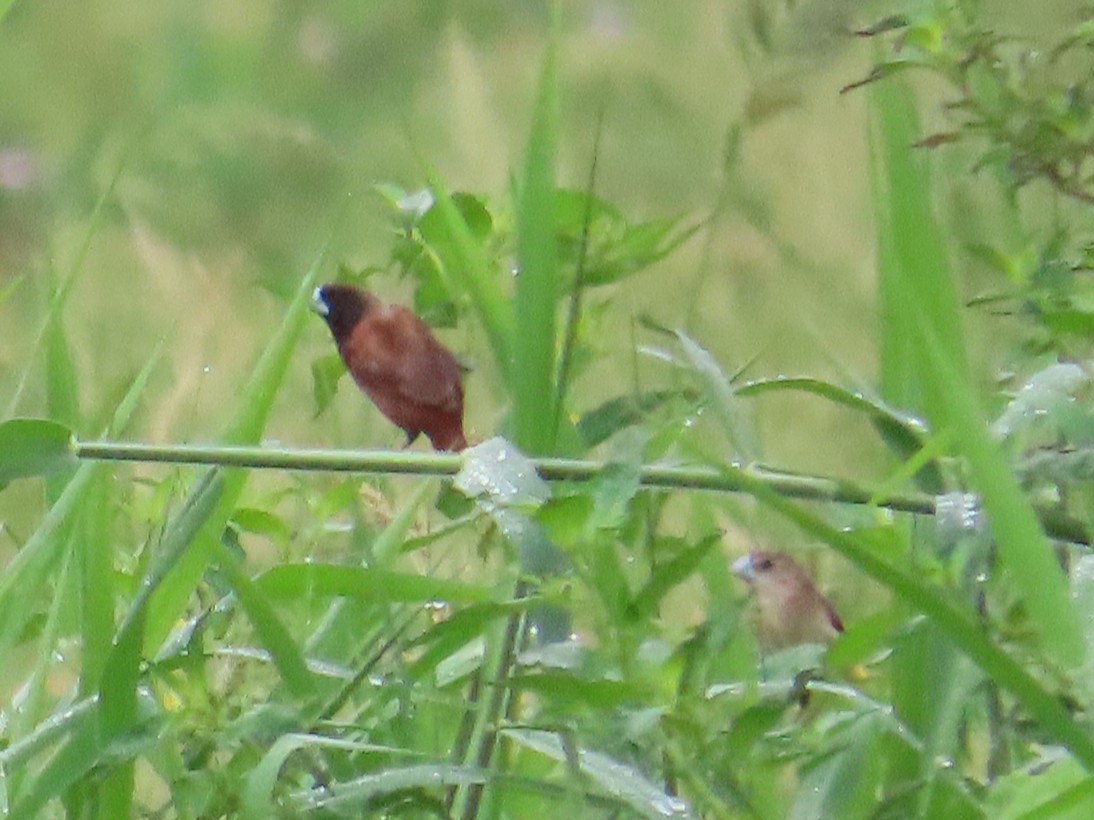Chestnut Munia - ML646104542