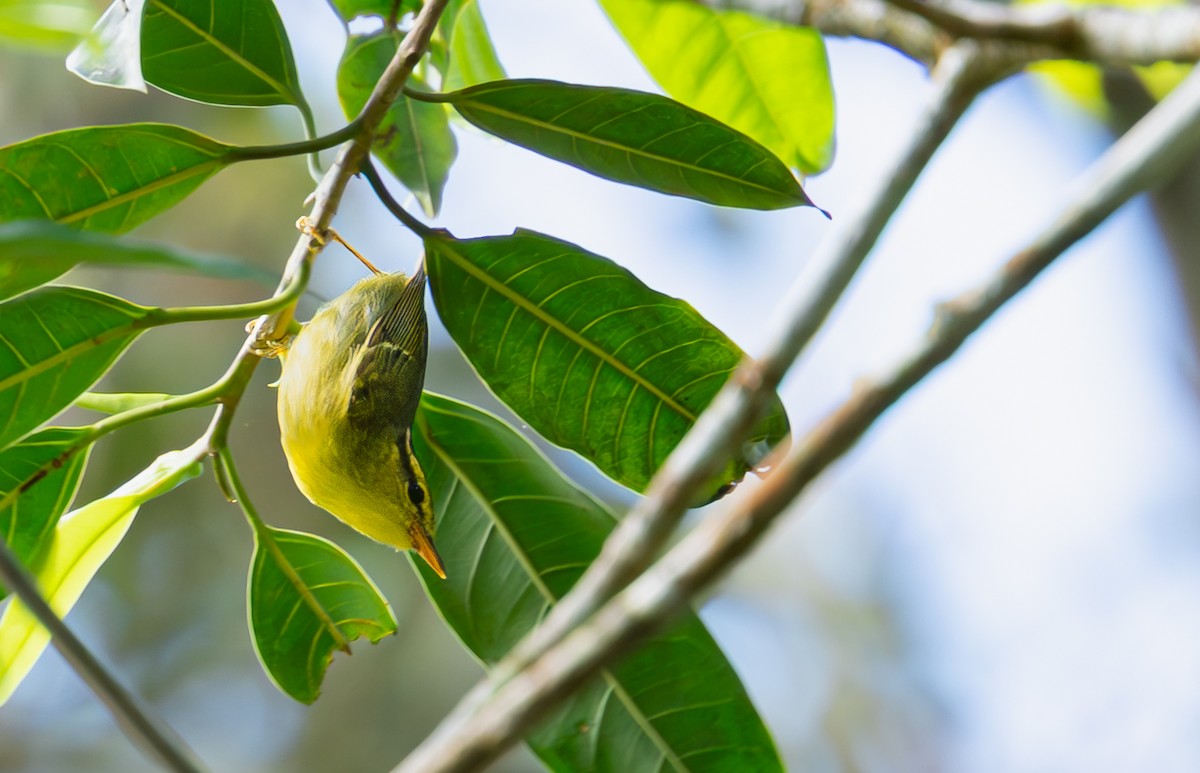 Sulphur-breasted Warbler - ML646104543