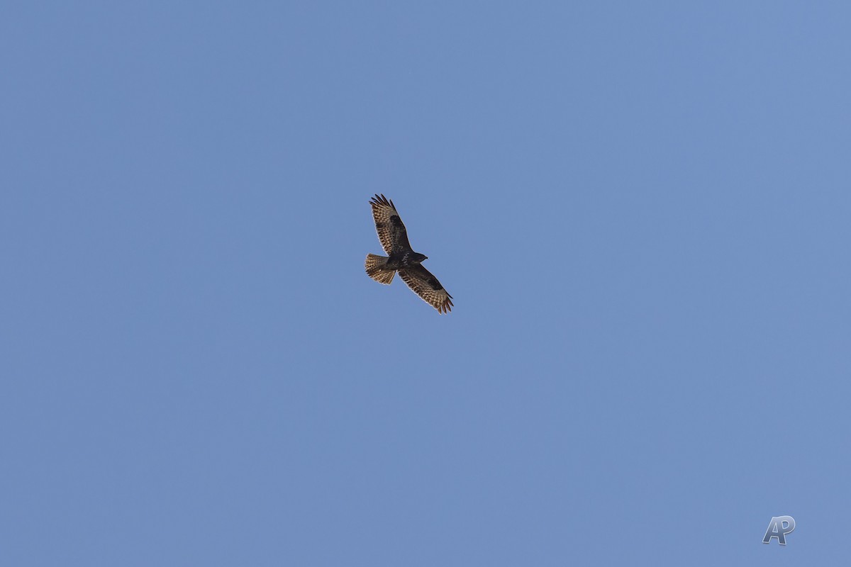 Common Buzzard - ML646104547