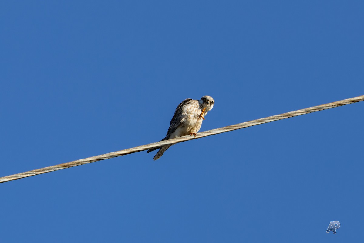 Red-footed Falcon - ML646104555