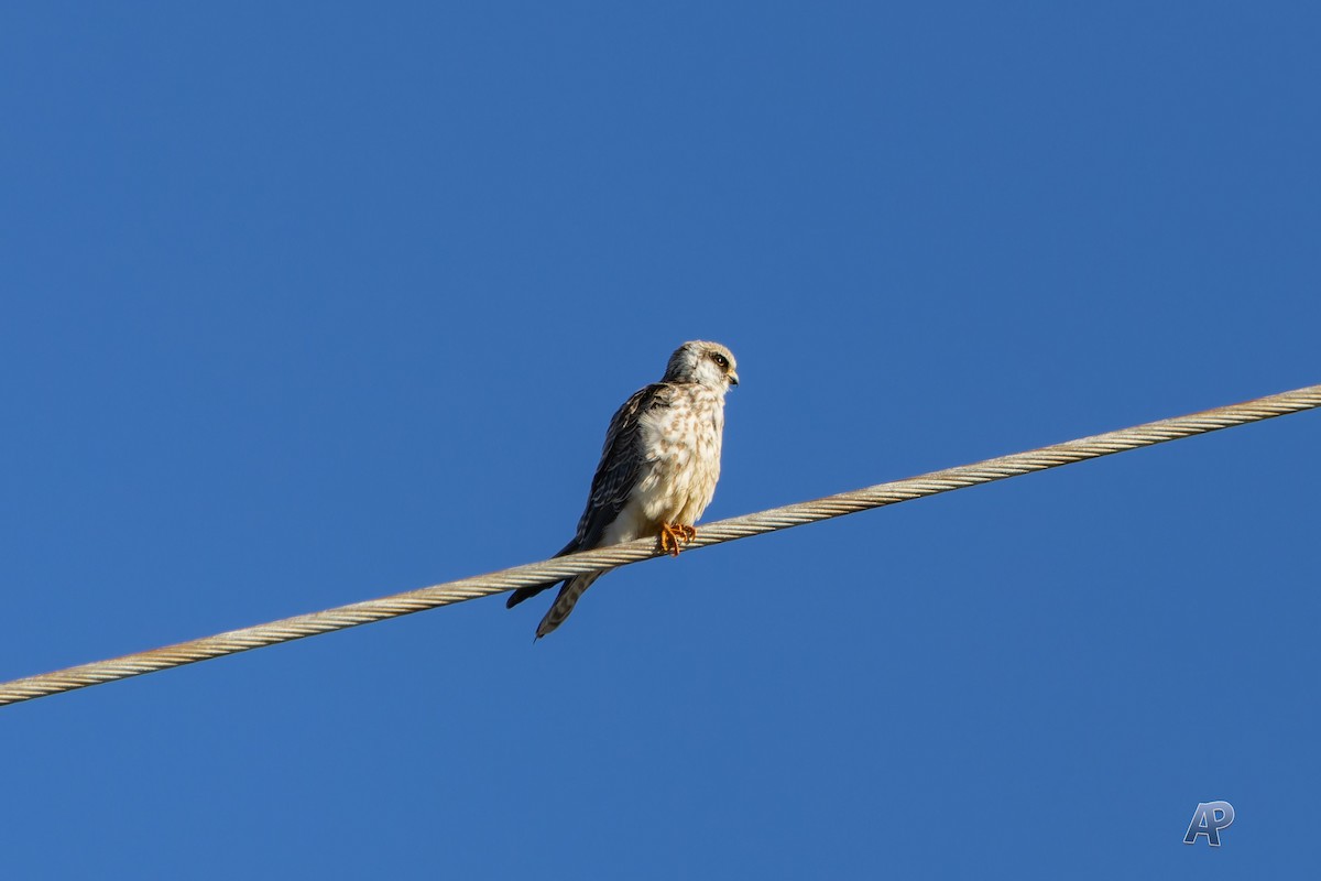 Red-footed Falcon - ML646104556