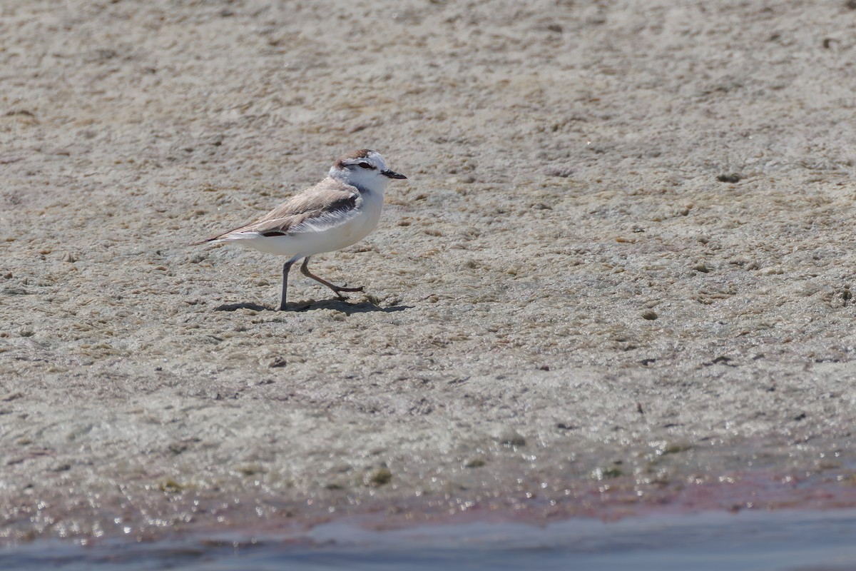 White-fronted Plover - ML646104558