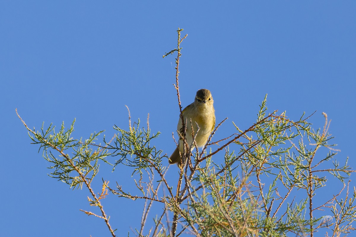 Common Chiffchaff - ML646104559