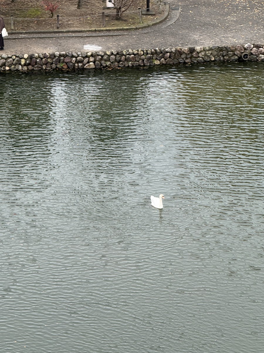 Mute Swan - ML646104562