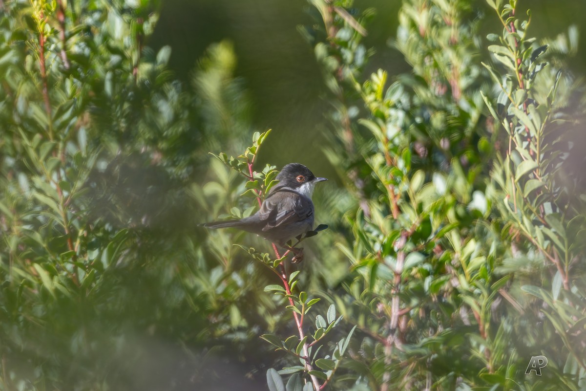 Fauvette mélanocéphale - ML646104563