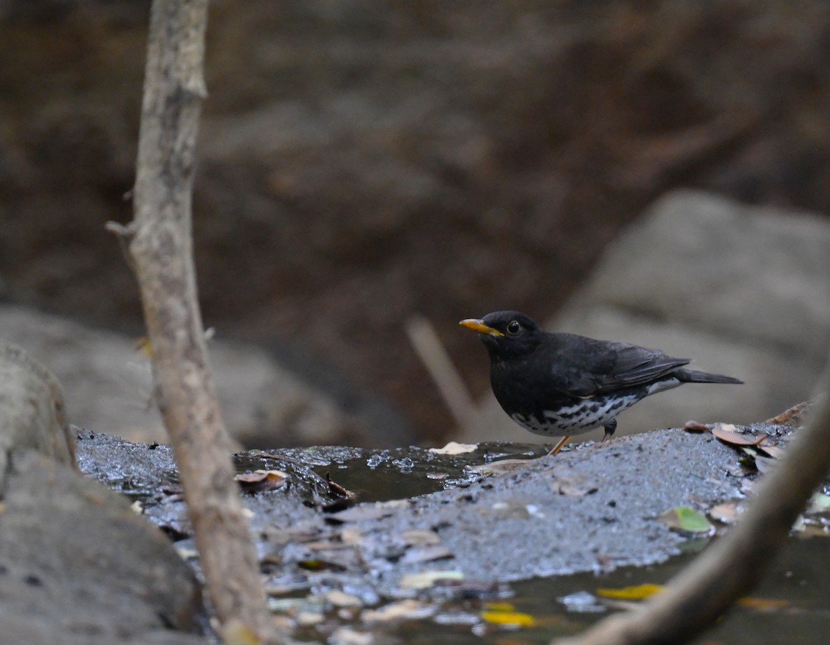 Japanese Thrush - ML646104565
