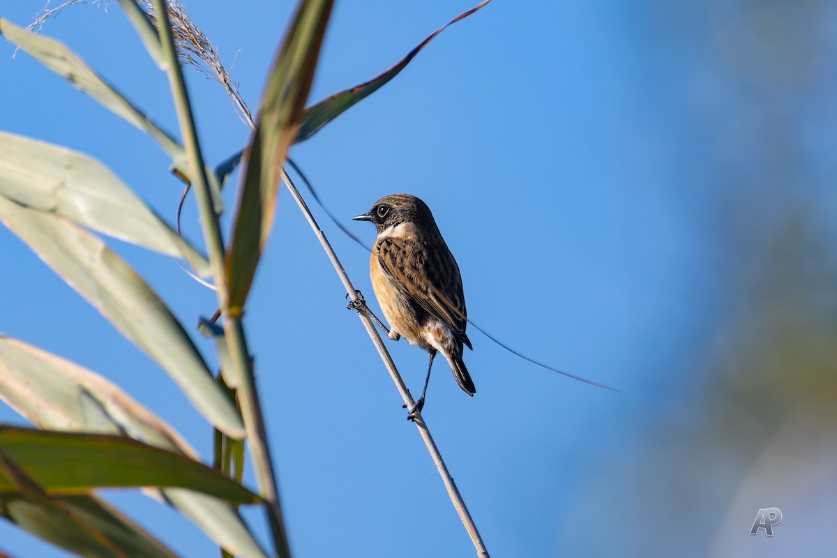 European Stonechat - ML646104571