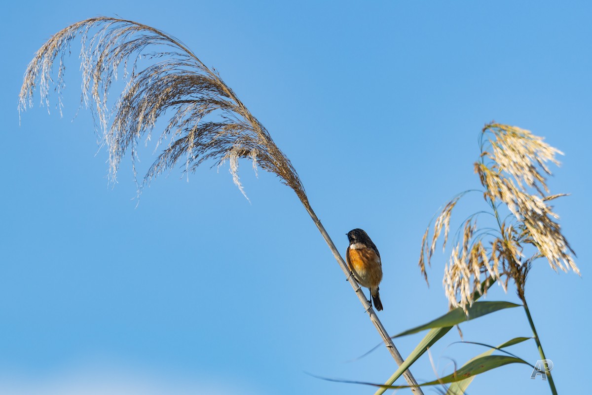 European Stonechat - ML646104572