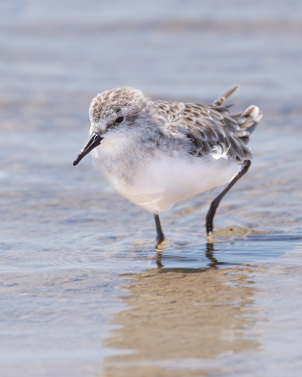 ヨーロッパトウネン - ML646104577