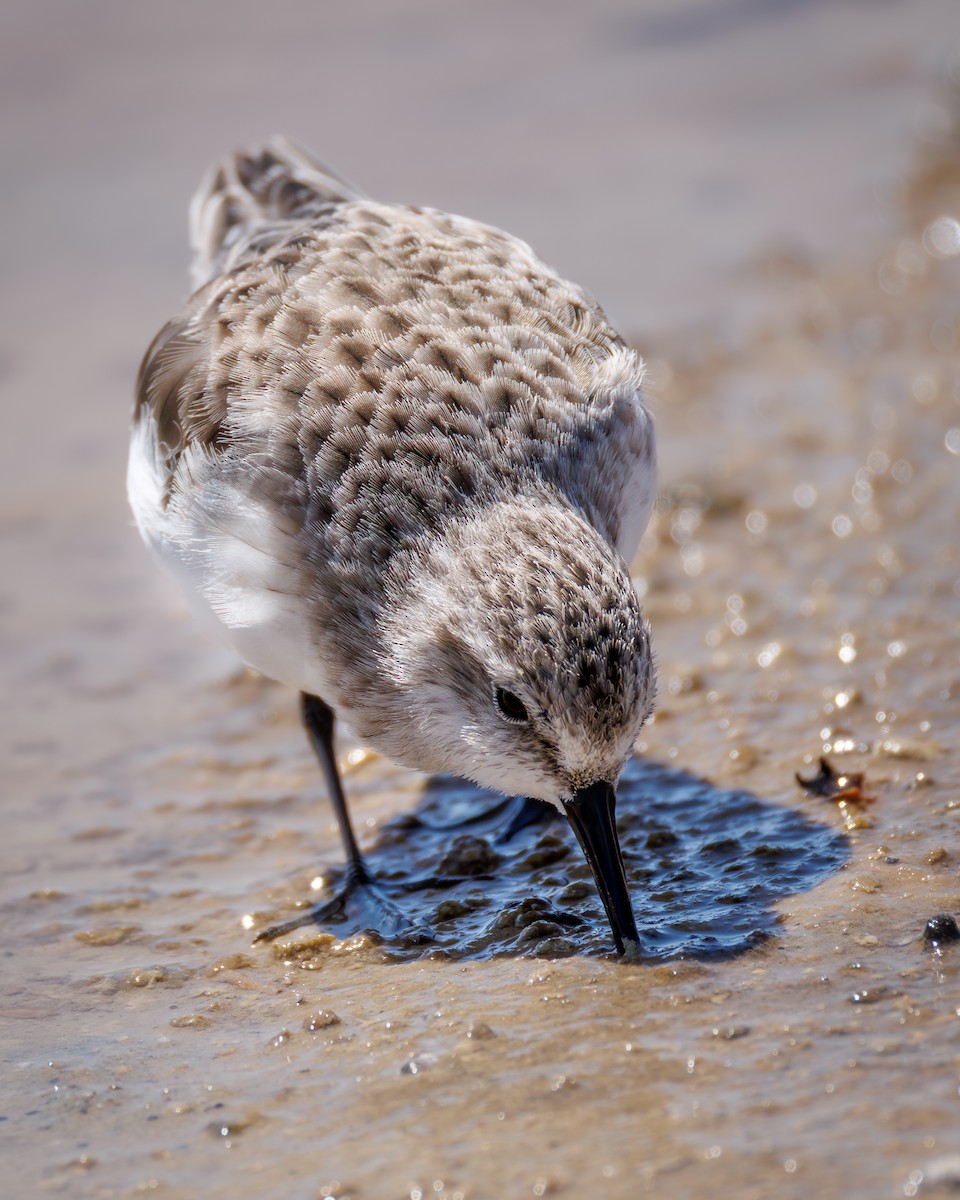 dvergsnipe - ML646104578