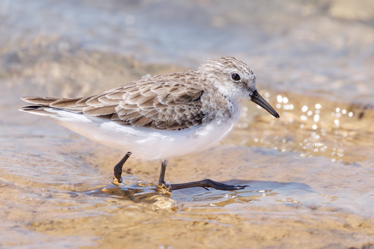 ヨーロッパトウネン - ML646104579