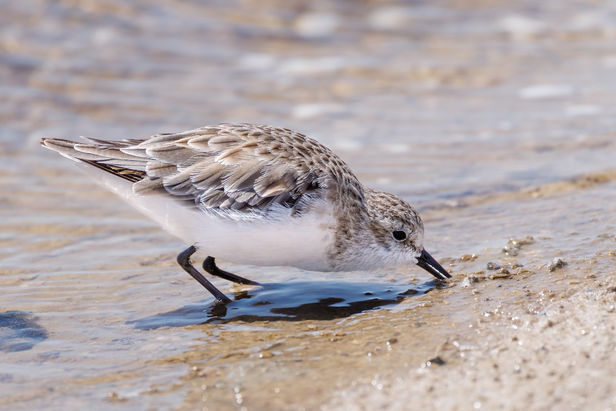 dvergsnipe - ML646104580