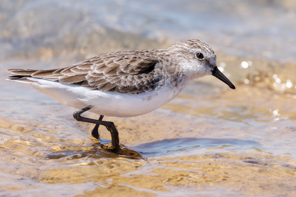 dvergsnipe - ML646104581