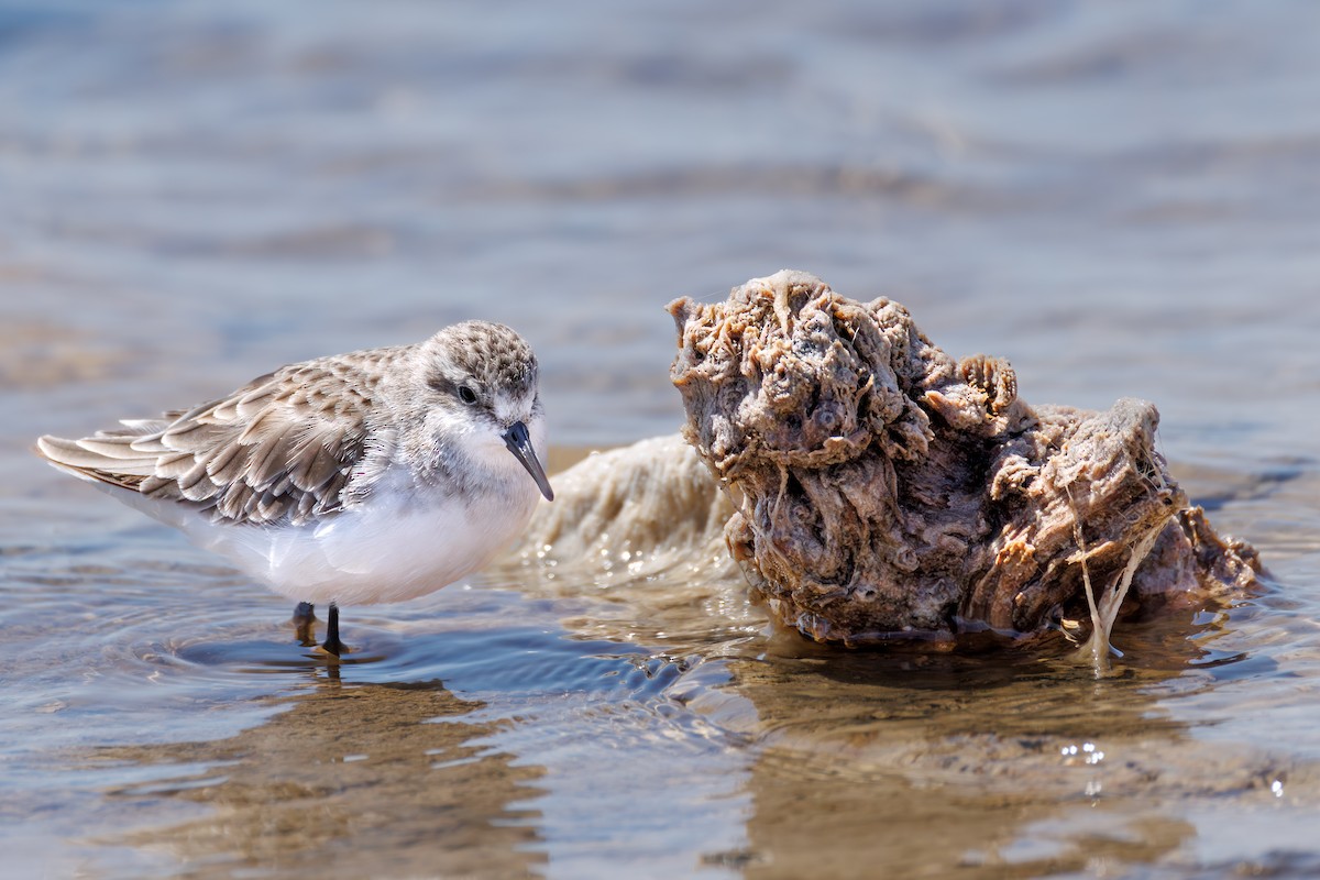 dvergsnipe - ML646104582