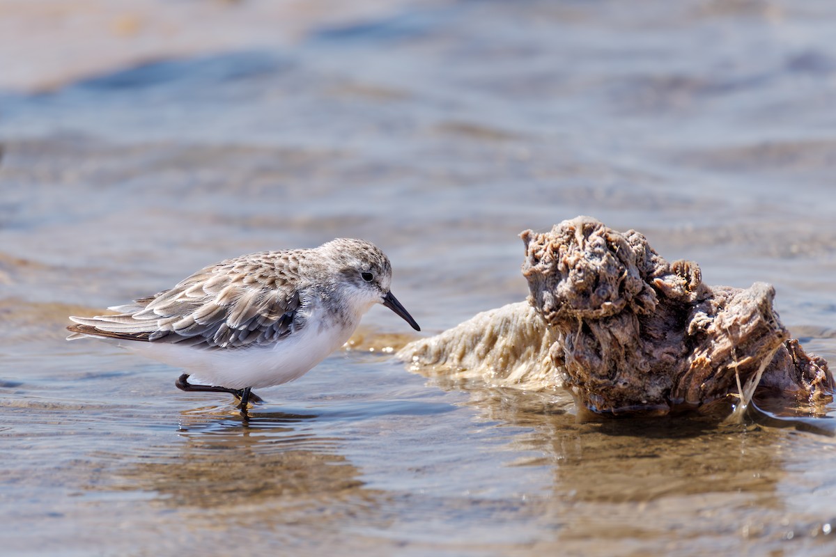 dvergsnipe - ML646104583