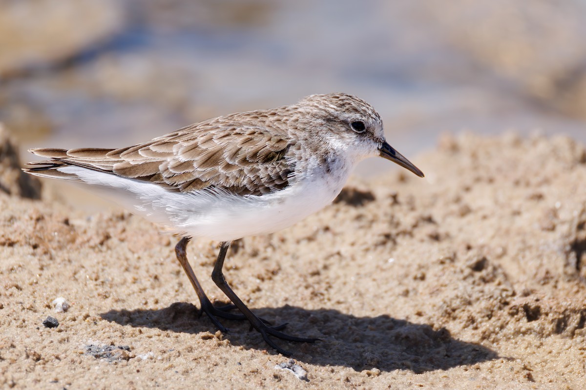 dvergsnipe - ML646104585