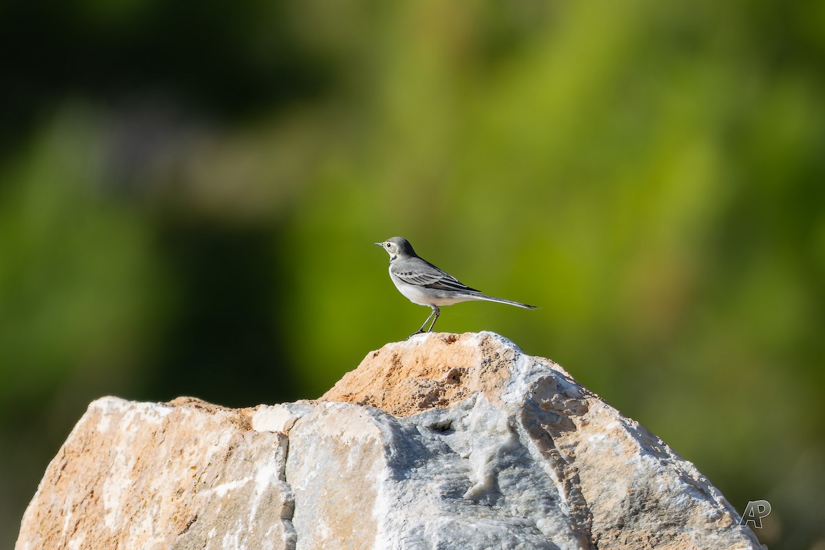 White Wagtail - ML646104588