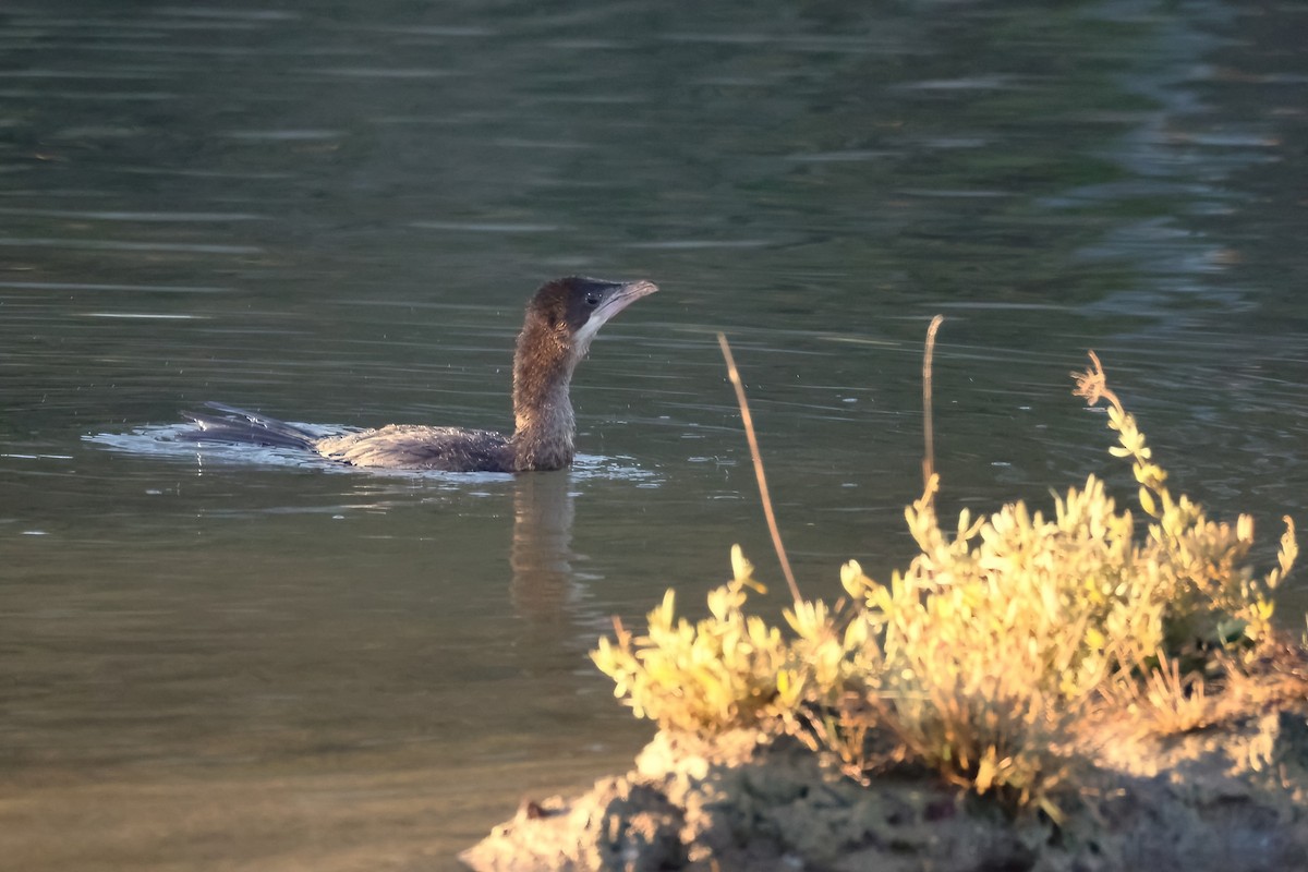 dvergskarv - ML646104590