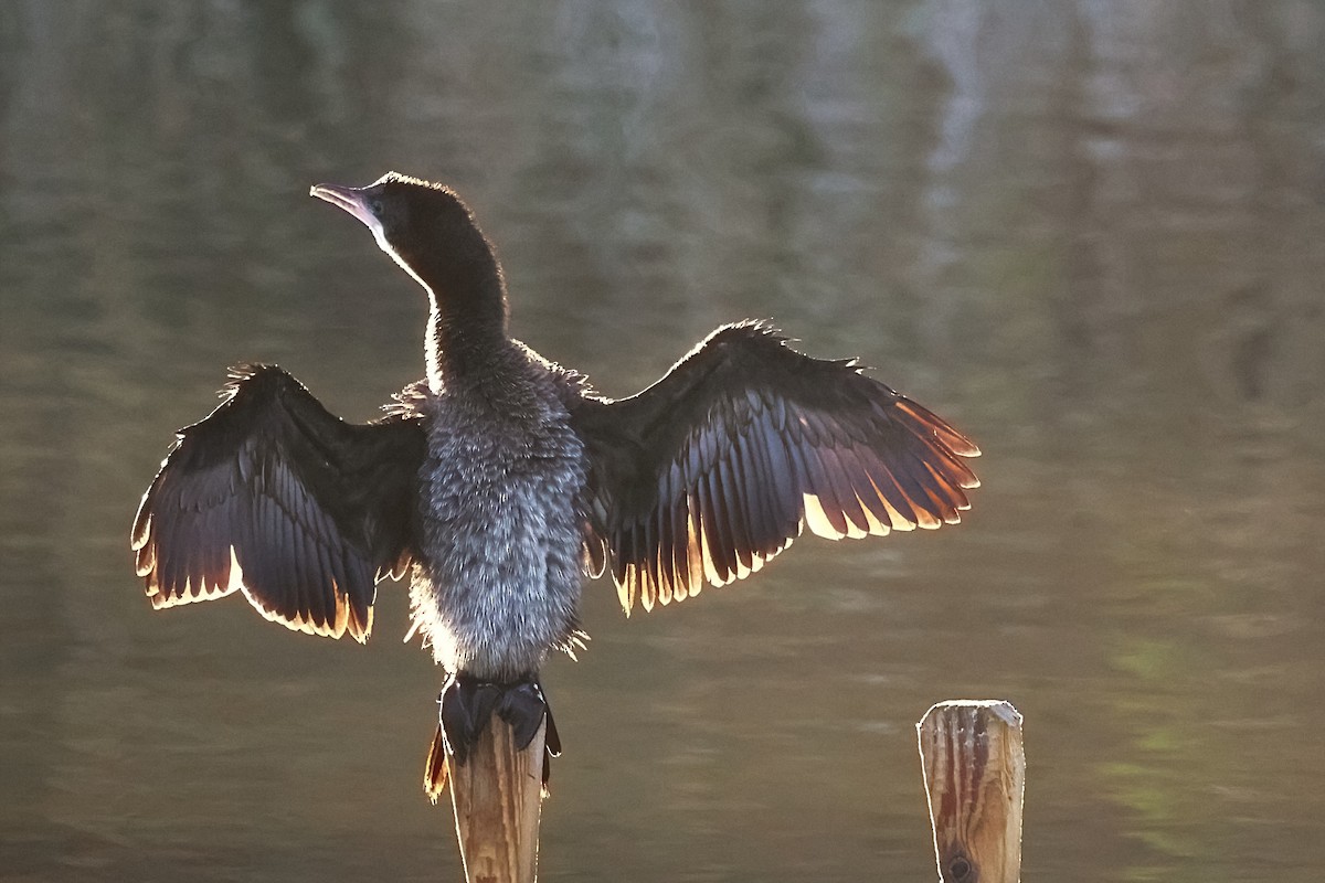 dvergskarv - ML646104591