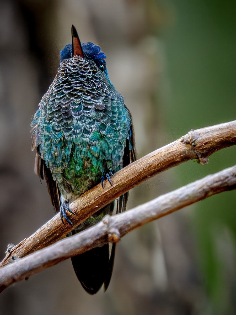 indigokronekolibri - ML646104593