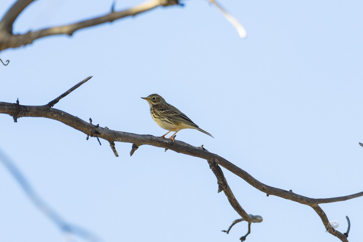 heipiplerke - ML646104594