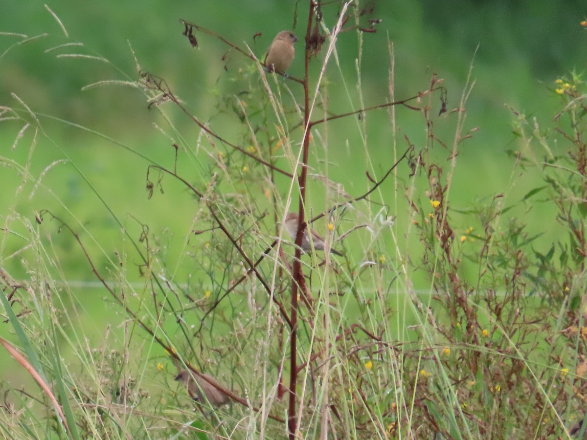 muskatnonne - ML646104595