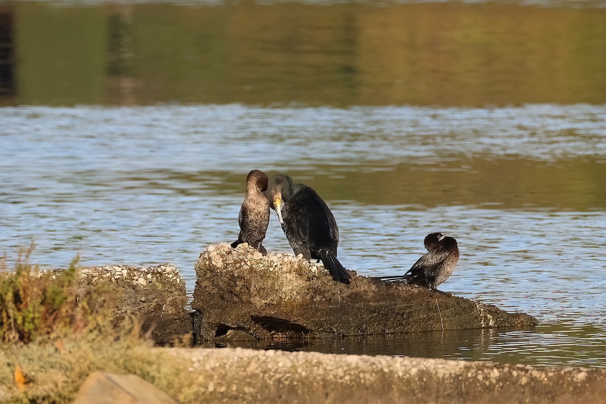 storskarv - ML646104596