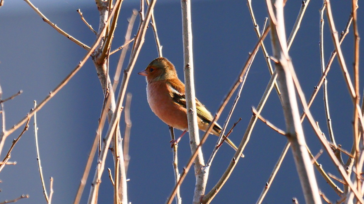 bokfink - ML646104598