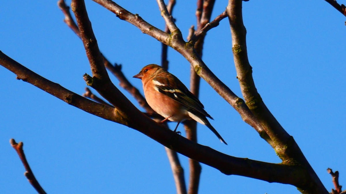 bokfink - ML646104599