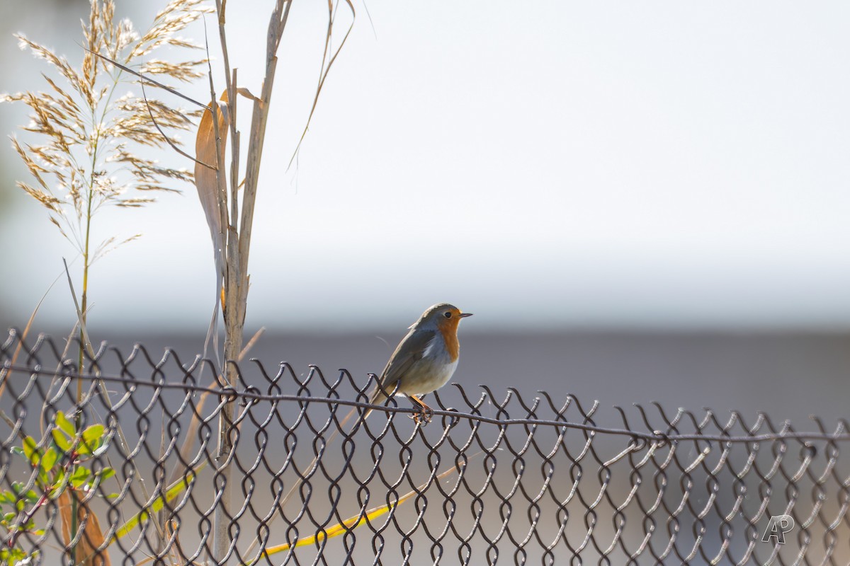 rødstrupe - ML646104600