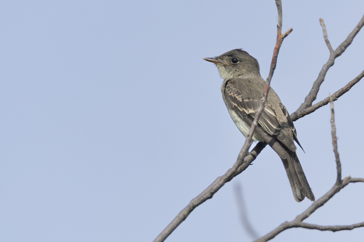 østpivi - ML646104601