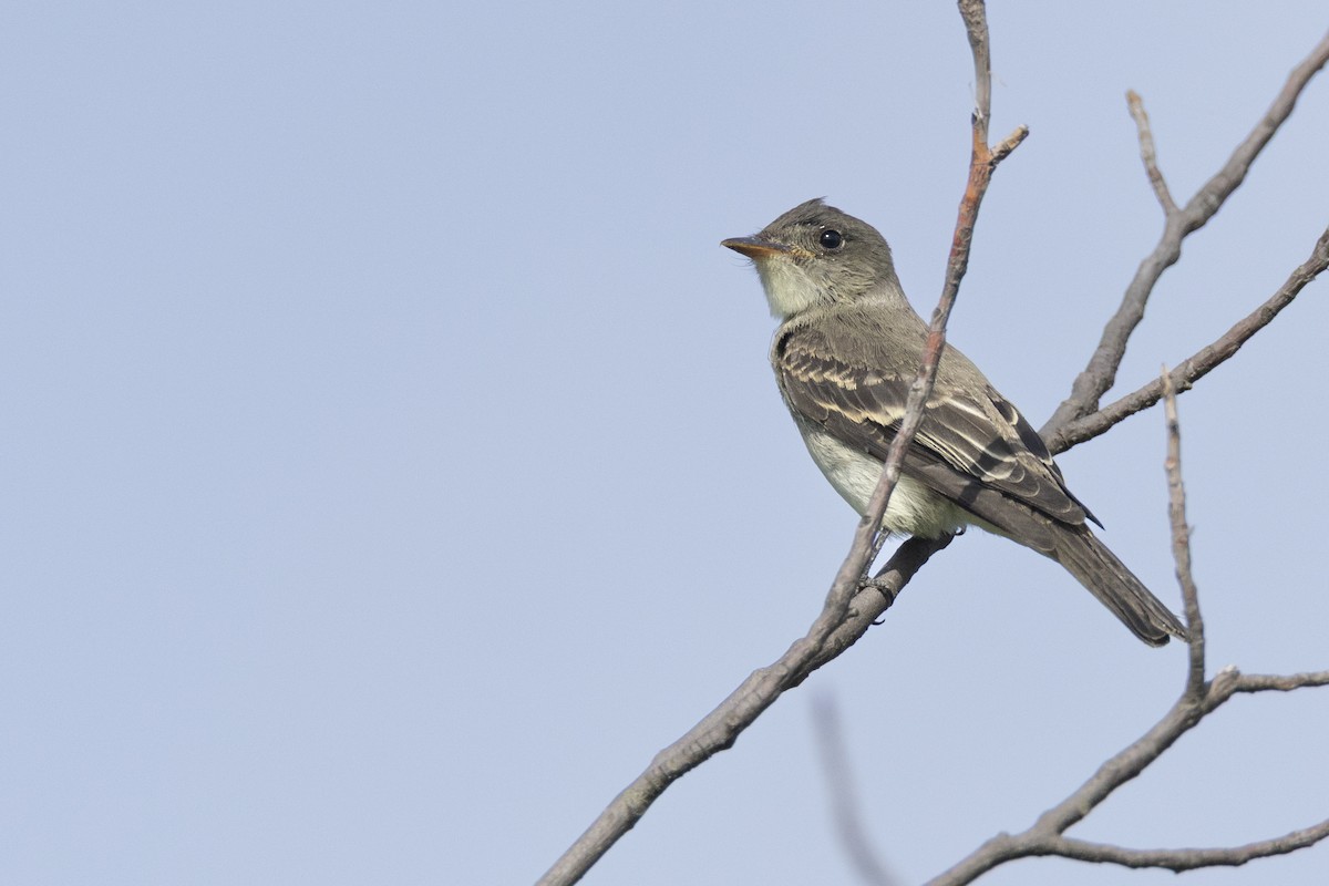 østpivi - ML646104602