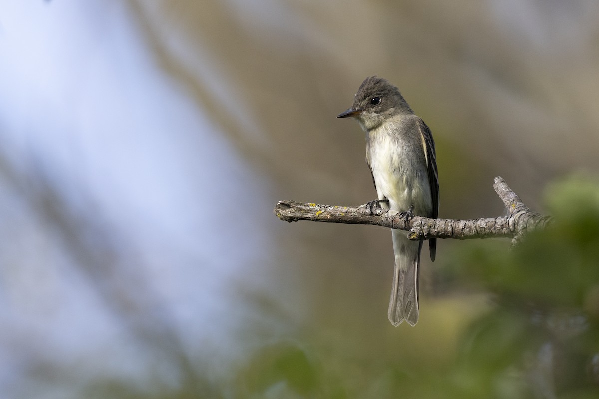 østpivi - ML646104605