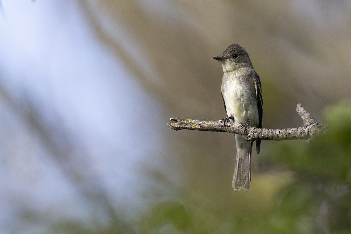 østpivi - ML646104606