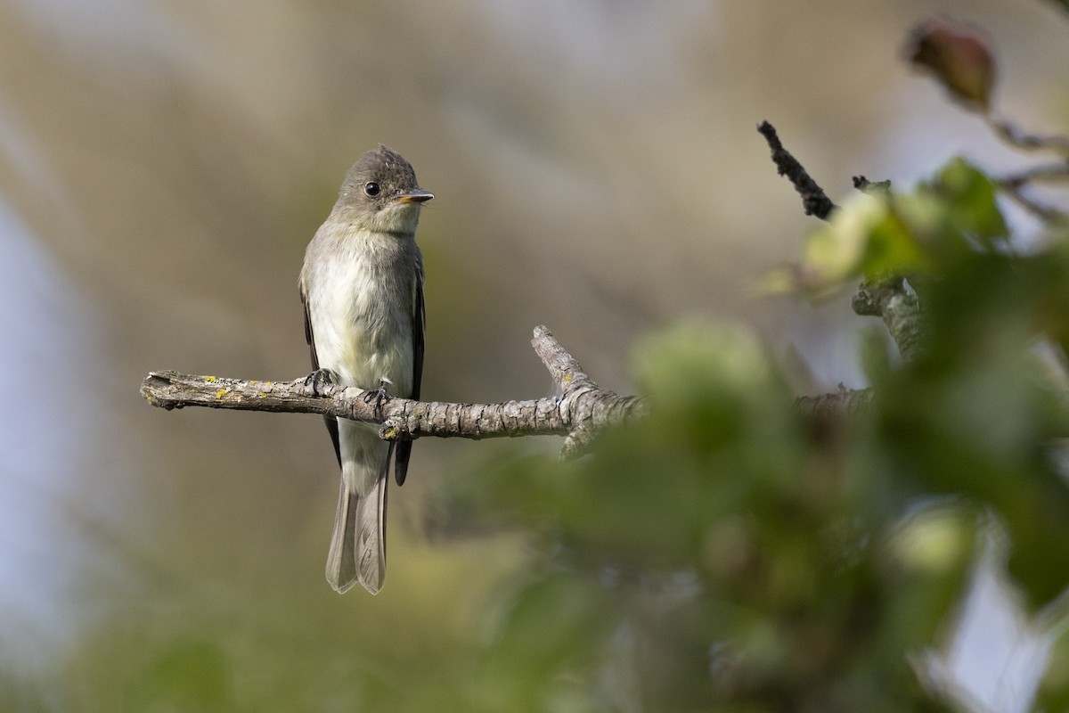 østpivi - ML646104607