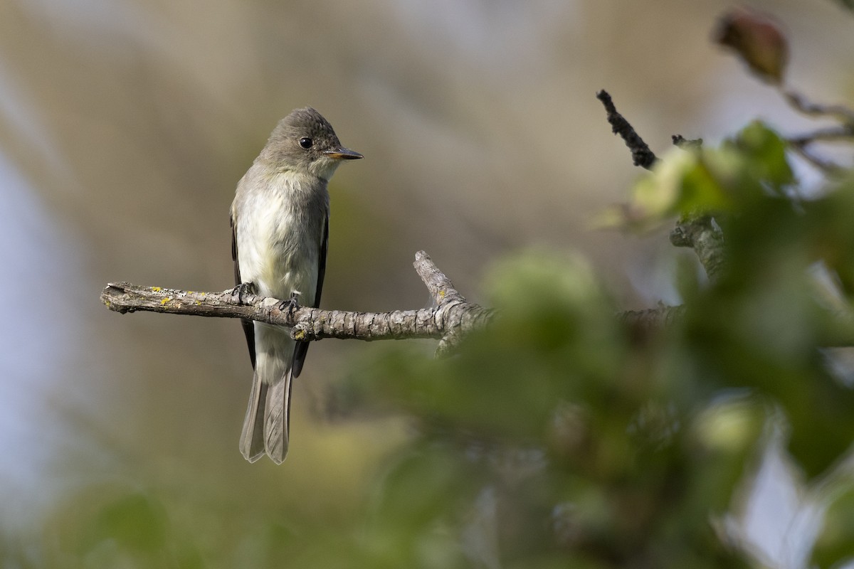 østpivi - ML646104608