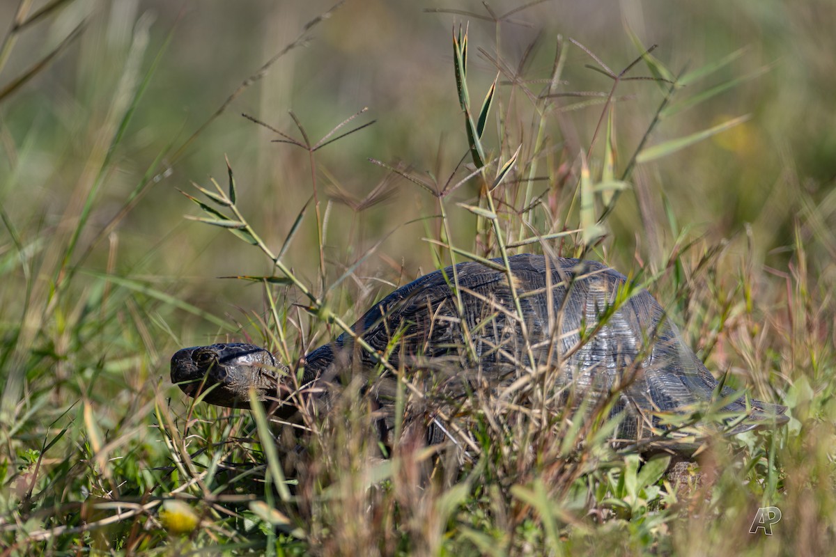 Hermann's Tortoise - ML646104609