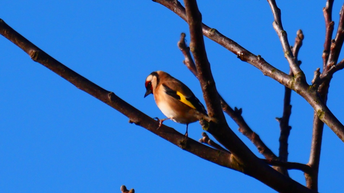 stillits - ML646104610