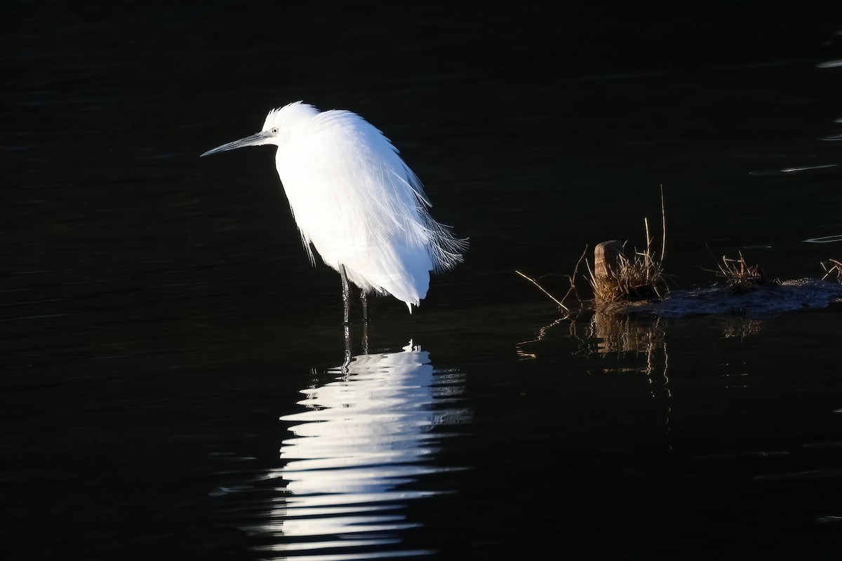 silkehegre - ML646104611