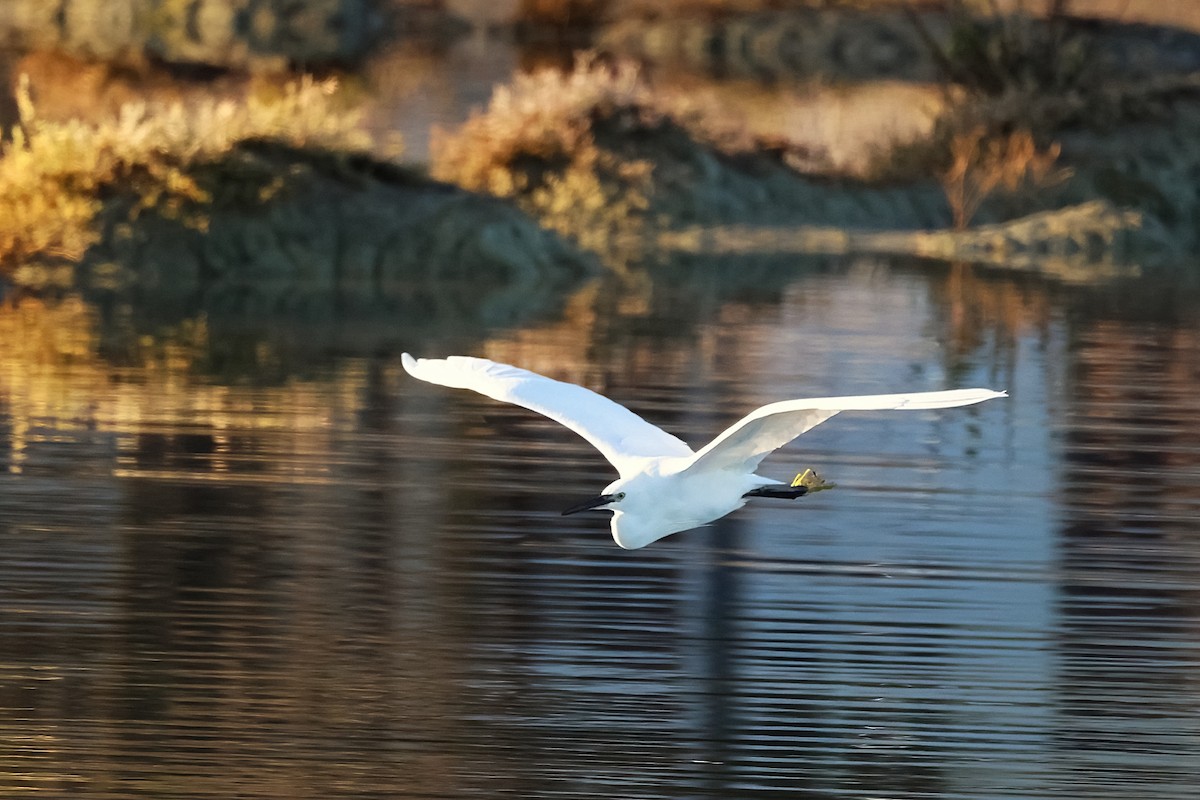 silkehegre - ML646104612