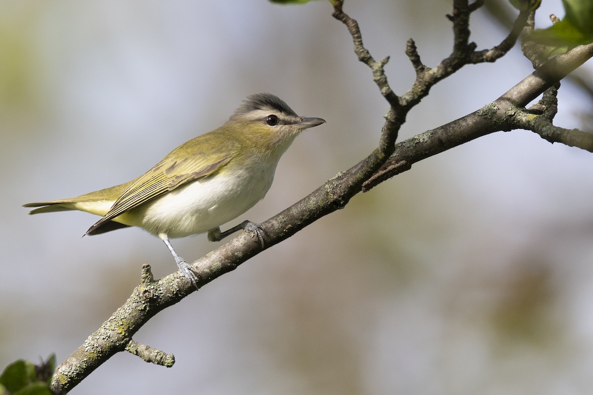 rødøyevireo - ML646104613