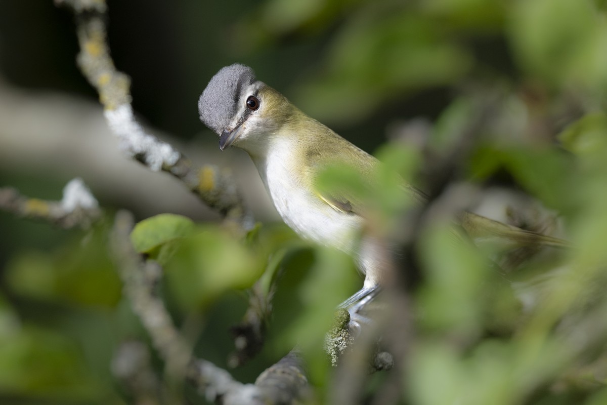 rødøyevireo - ML646104614