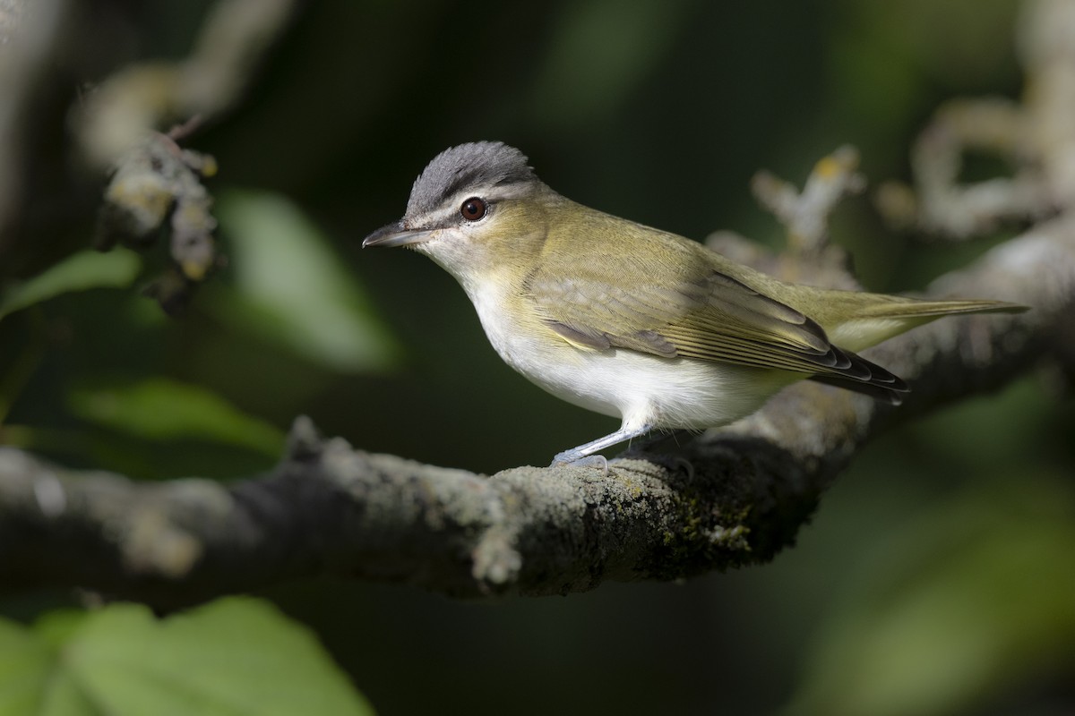 Красноглазый виреон - ML646104615