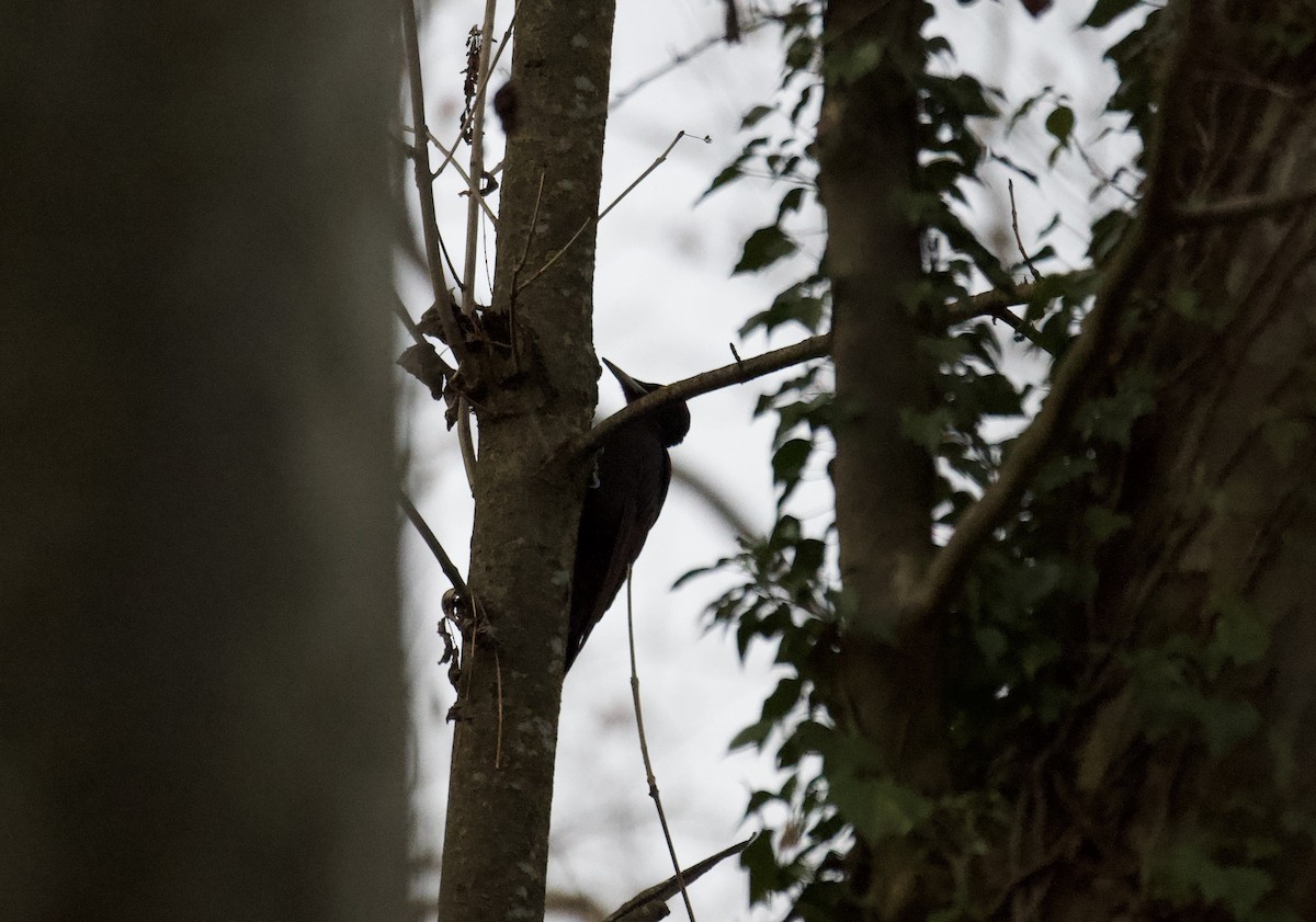 svartspett - ML646104616