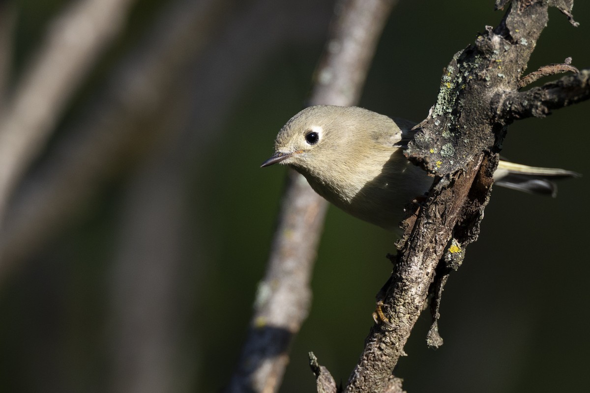 Золотомушка рубіновочуба - ML646104620