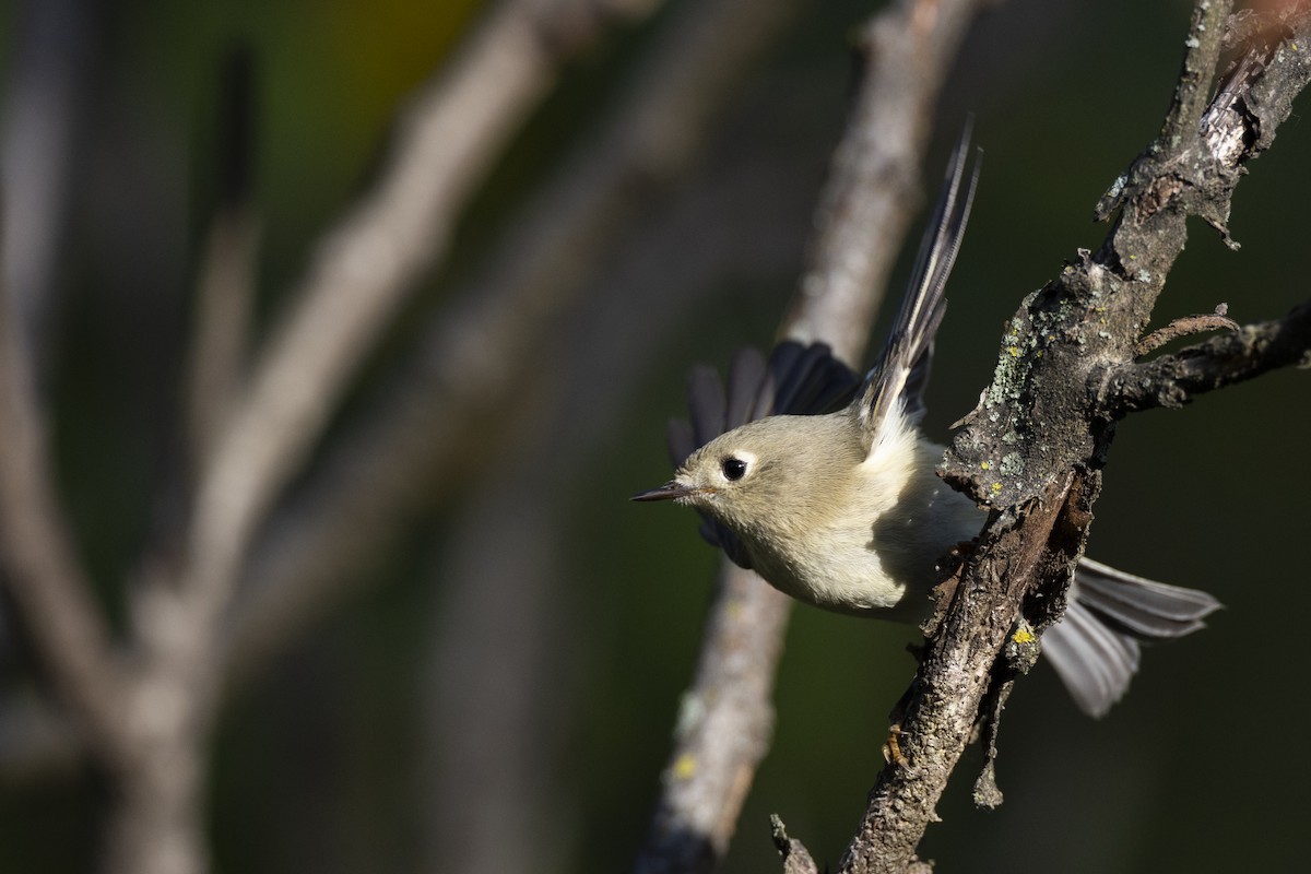 Золотомушка рубіновочуба - ML646104621