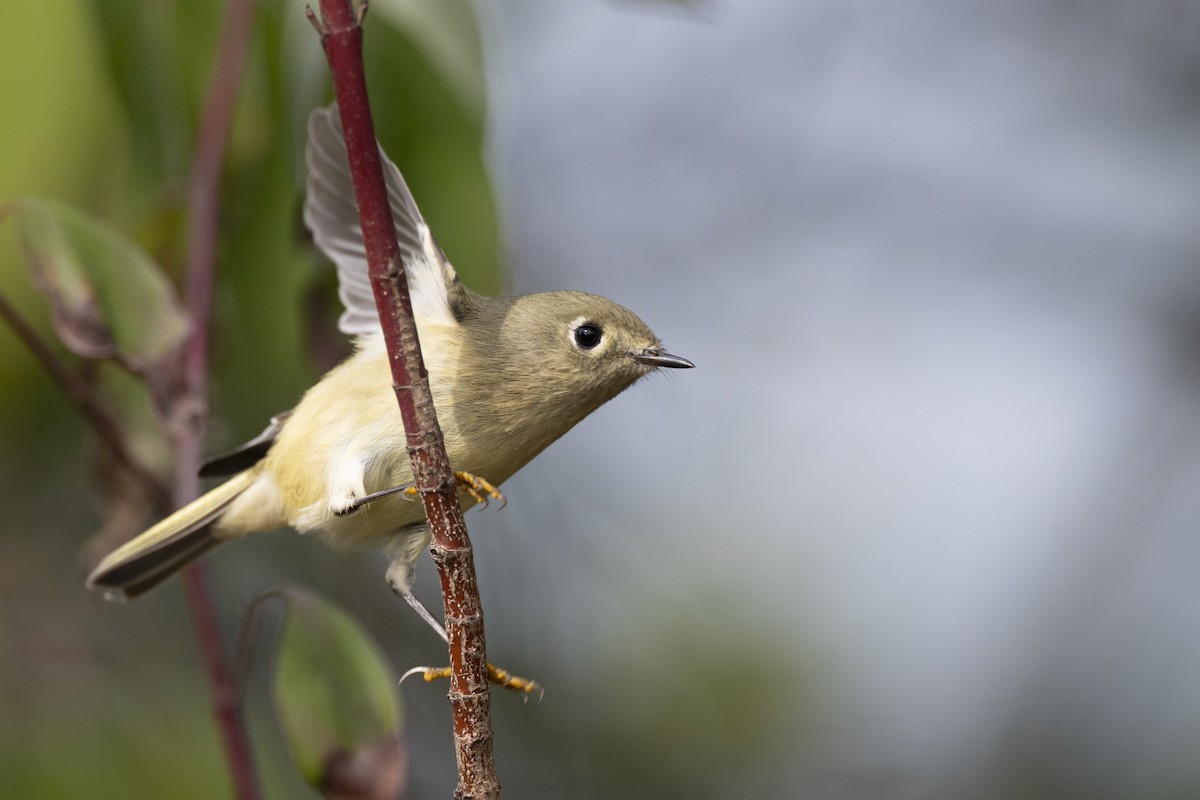 Золотомушка рубіновочуба - ML646104622