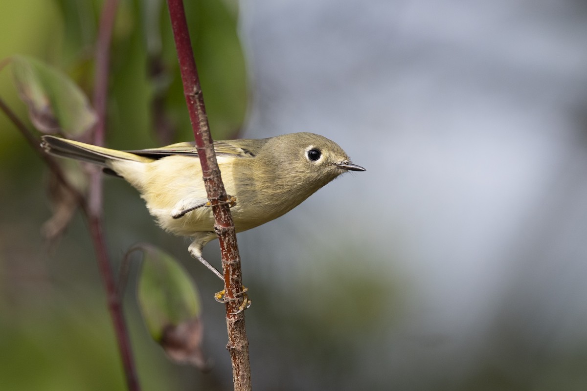 Золотомушка рубіновочуба - ML646104623