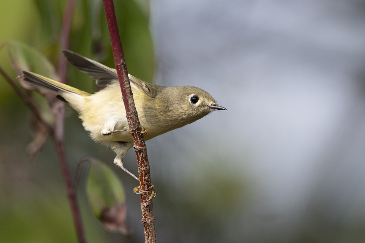 Золотомушка рубіновочуба - ML646104624