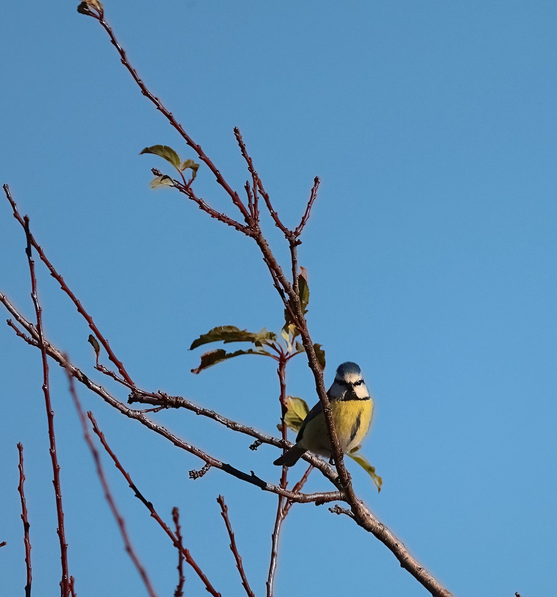 Eurasian Blue Tit - ML646104637